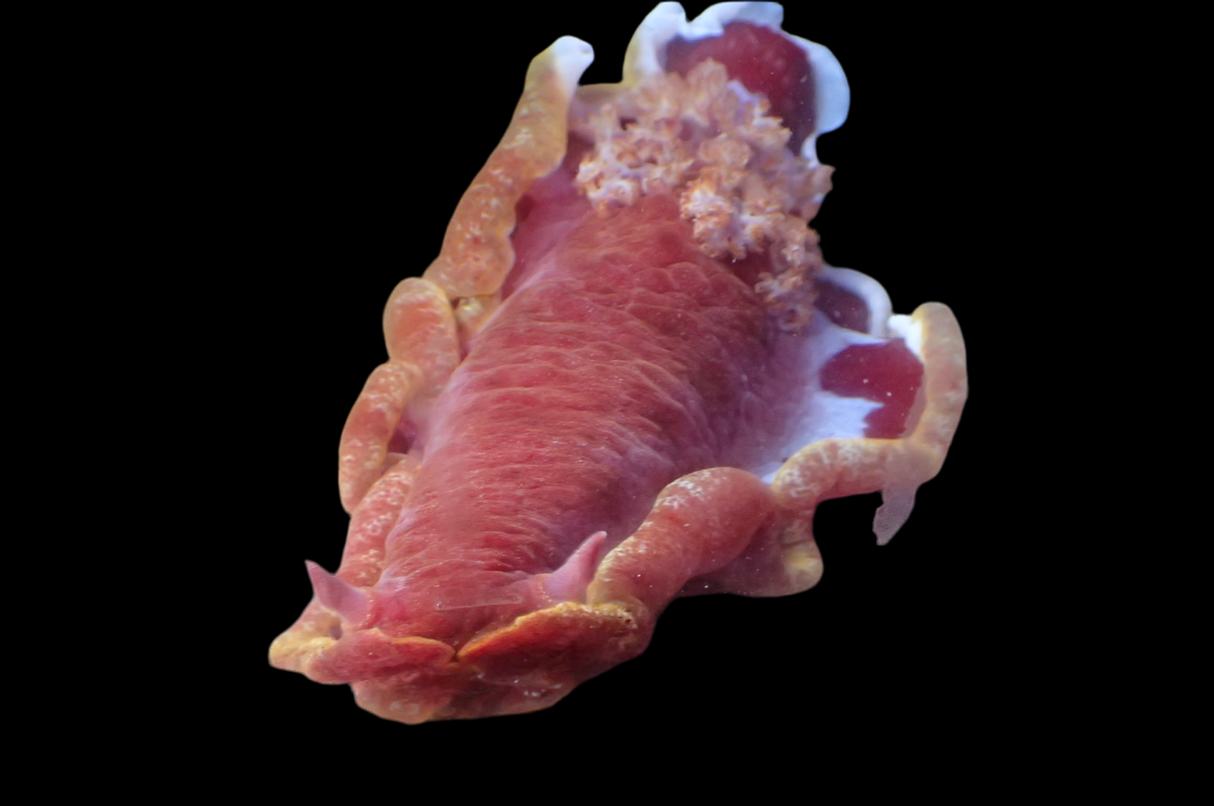 Aplysia sp. - Fliegender Seehase