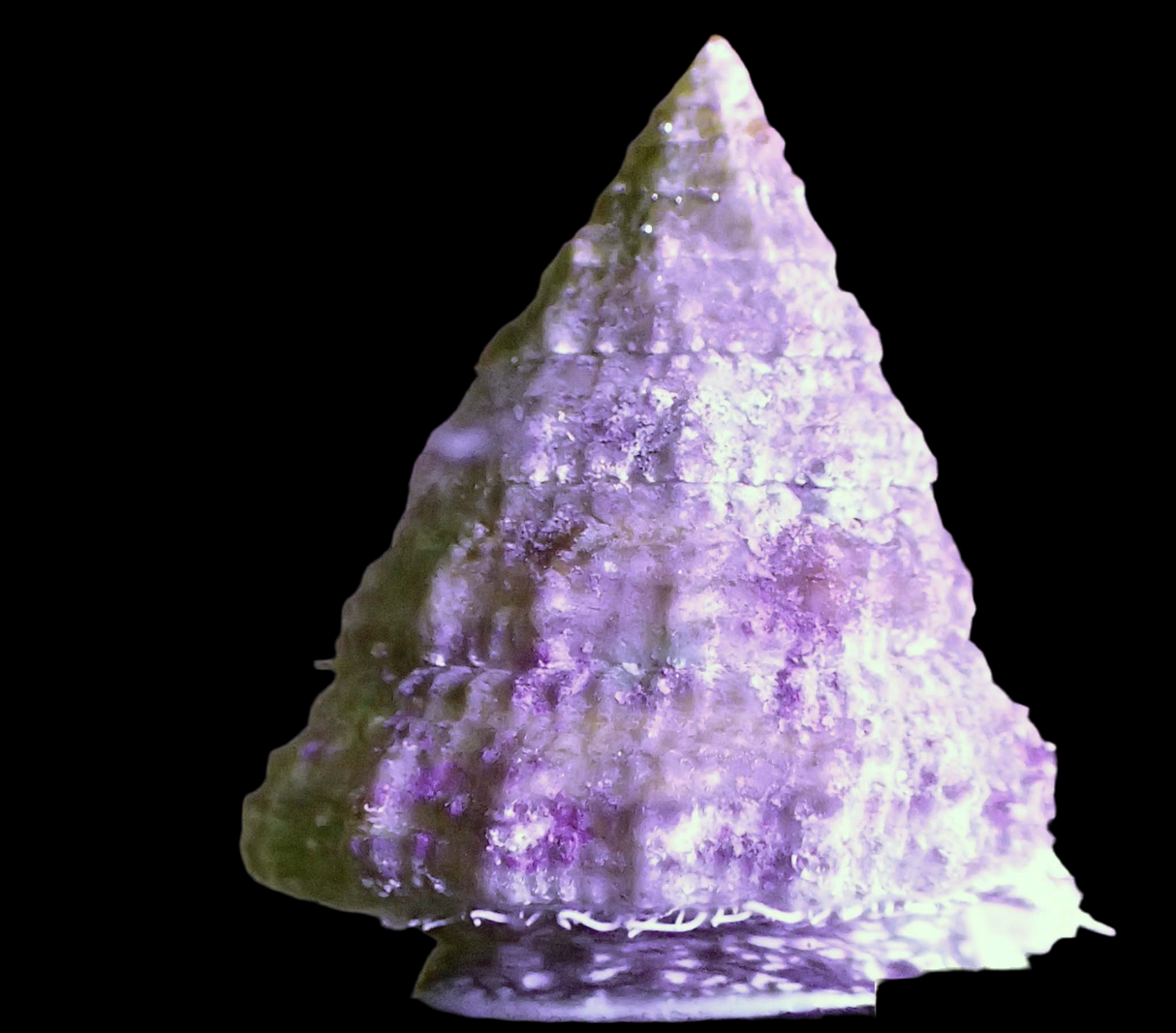 Tectus pyramis - lumaca piramidale