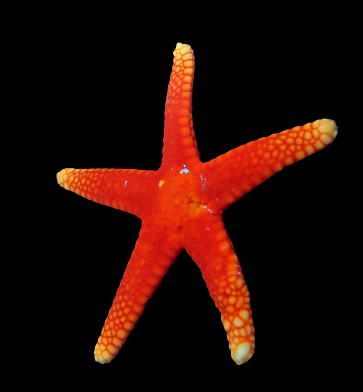 Stella marina Linckia rossa