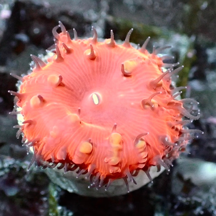 Blastomussa sp.