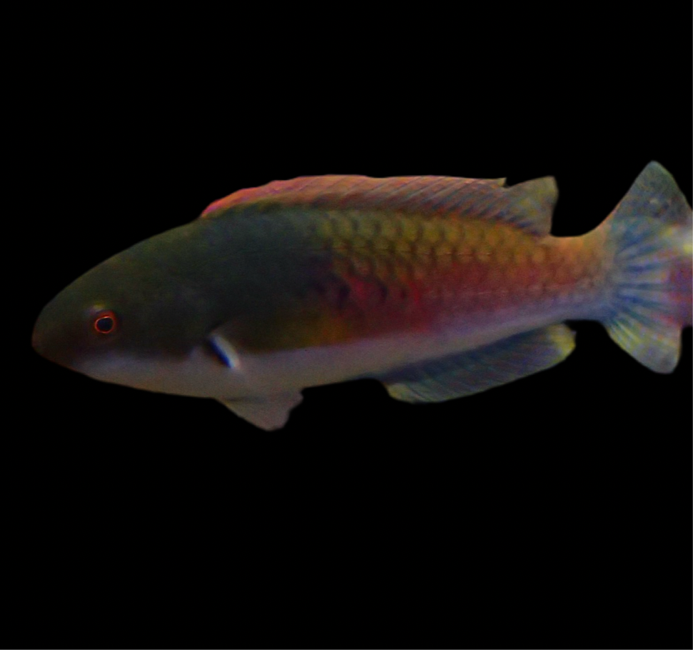 Cirrhilabrus Ryukyuensis - Gelbfleck-Zwerglippfisch Paar
