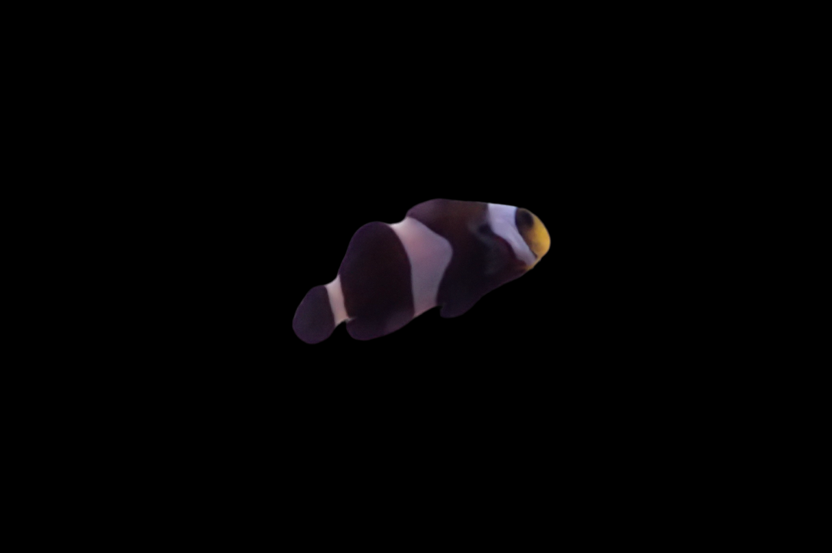 Amphiprion Ocellaris Darwin - Schwarzer Clownfisch DNZ