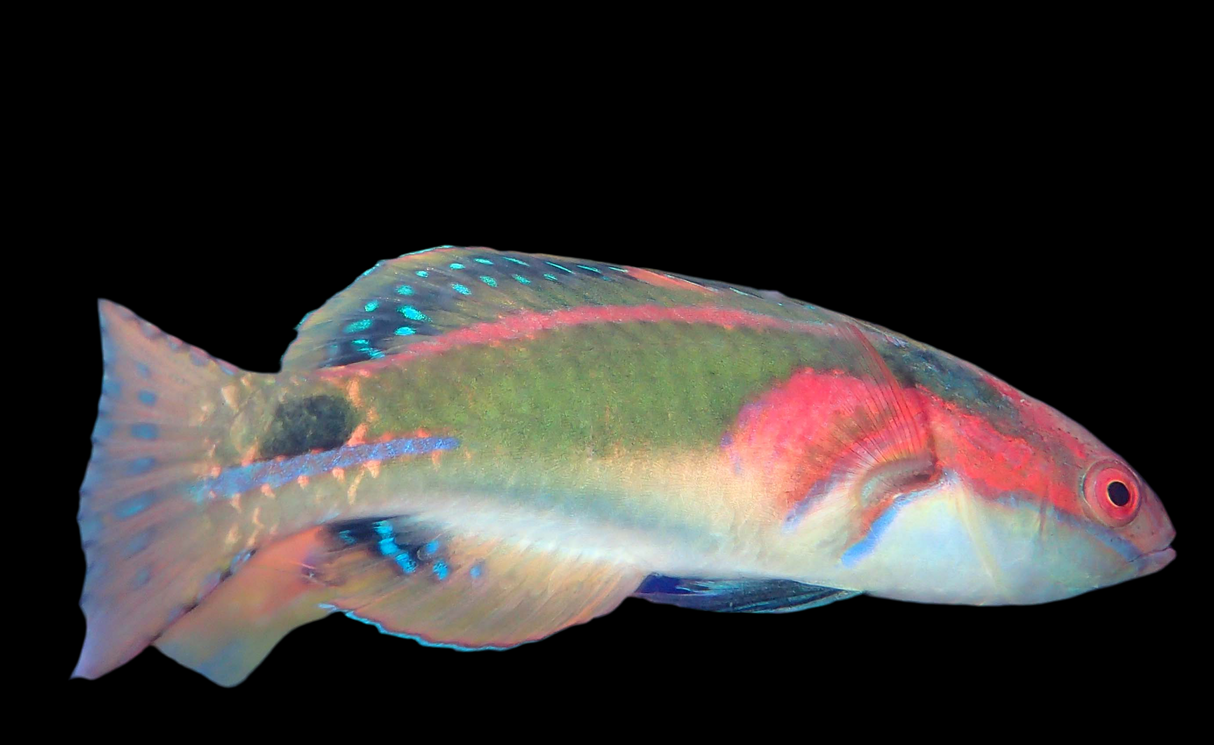 Cirrhilabrus exquisitus - magnifique napoléon nain
