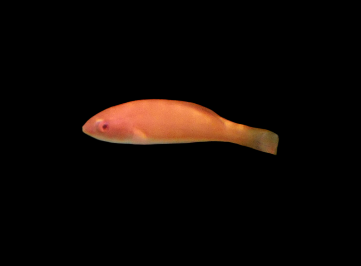 Paracheilinus mccoskeri - McCoskers Zwerglippfisch