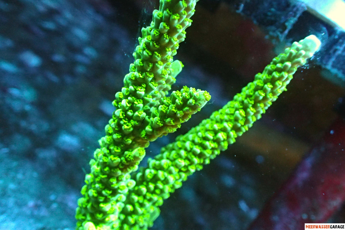 Acropora tumida - Enzmann-Acropora