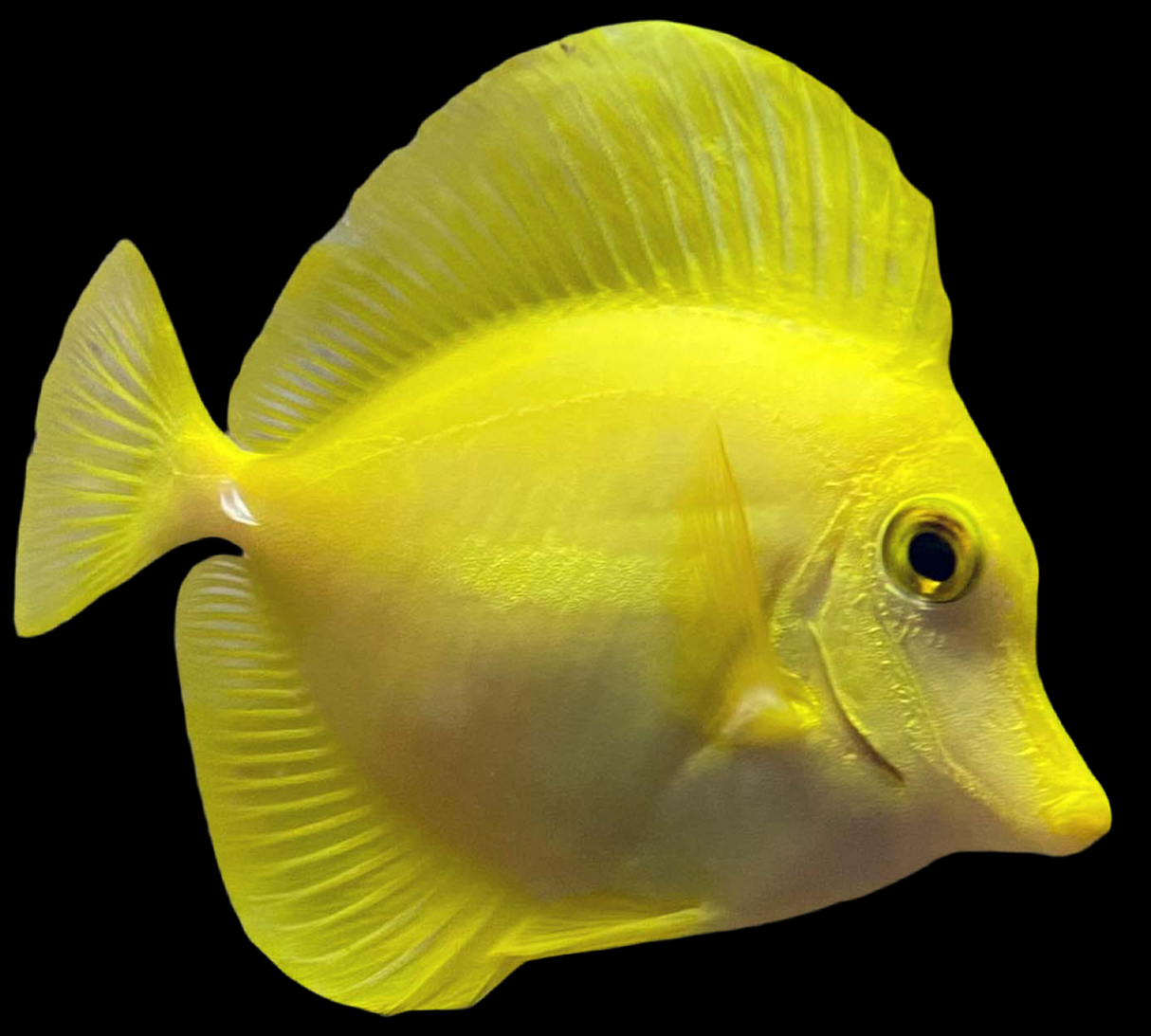 Zebrasoma flavescens - Poisson chirurgien citronné - Docteur hawaïen