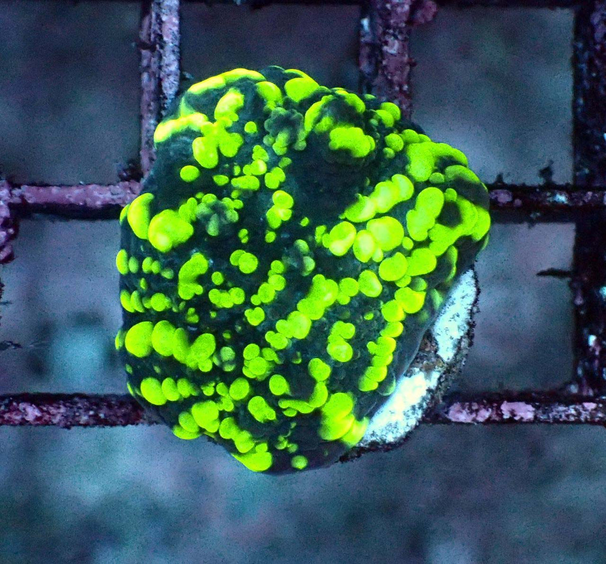 Calice verde spruzzato