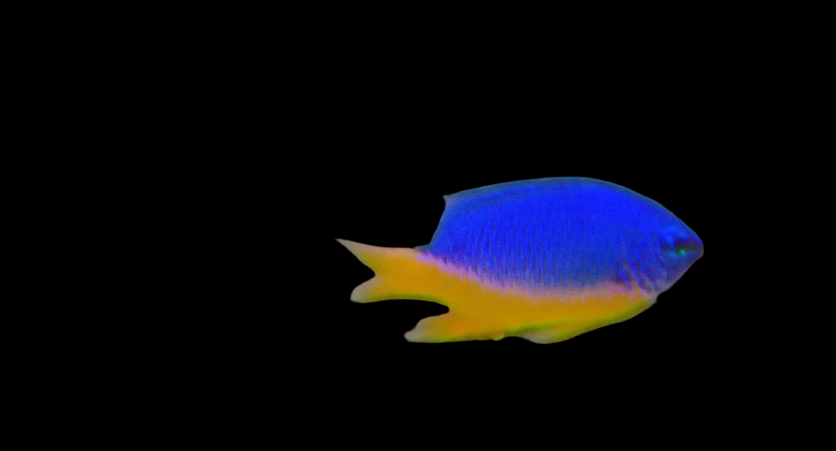 Chrysiptera Hemicyanea - Gelbbauch Demoiselle