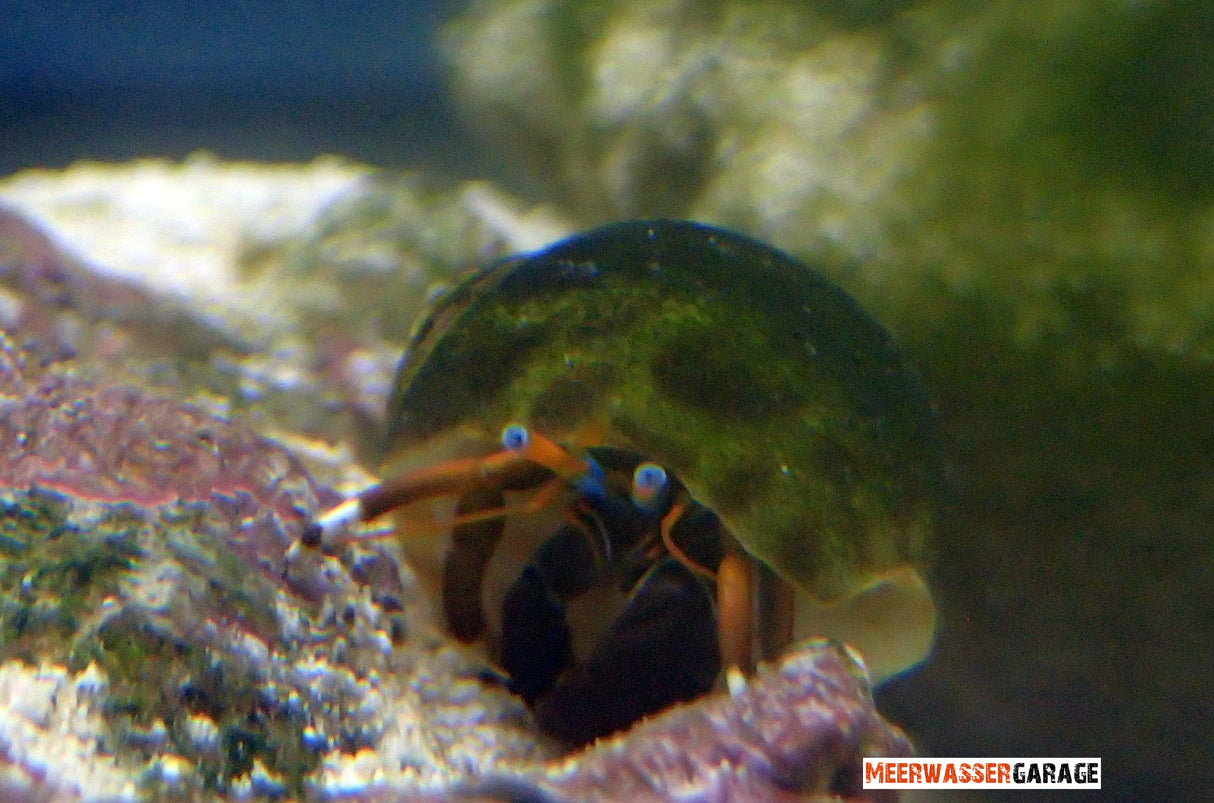 Clibanarius/Calcinus Einsiedlerkrebse