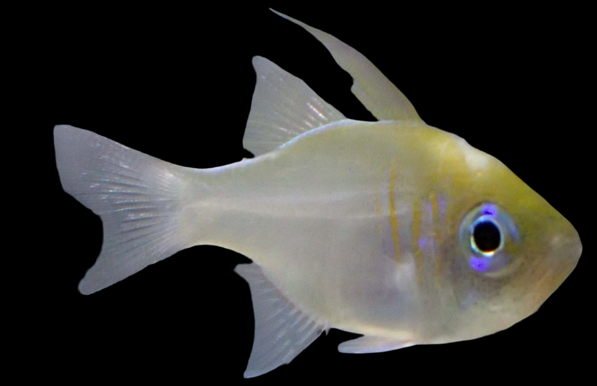 Zoramia leptacantha - Fadenflossen-Kardinalbarsch