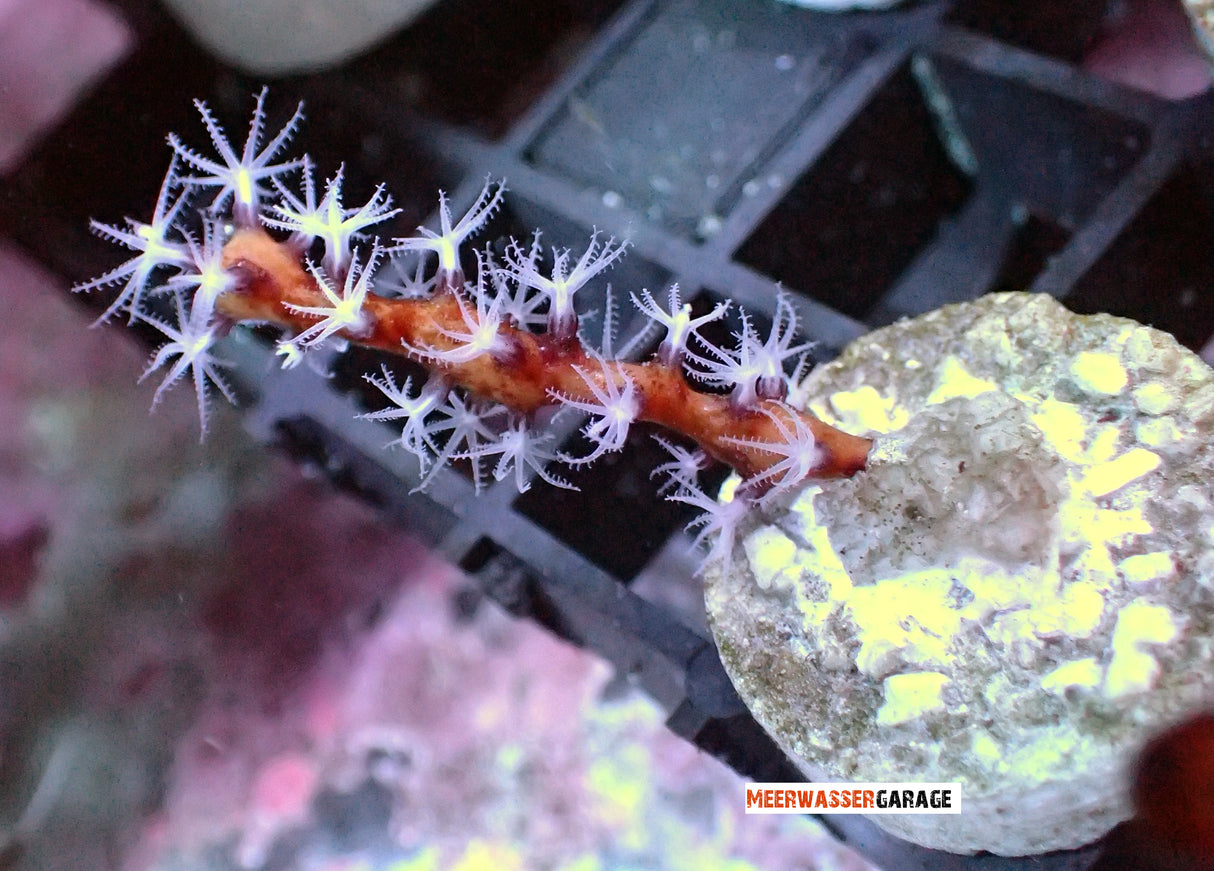 Diodogorgia Nodulifera - gelbe Fingergorgonie