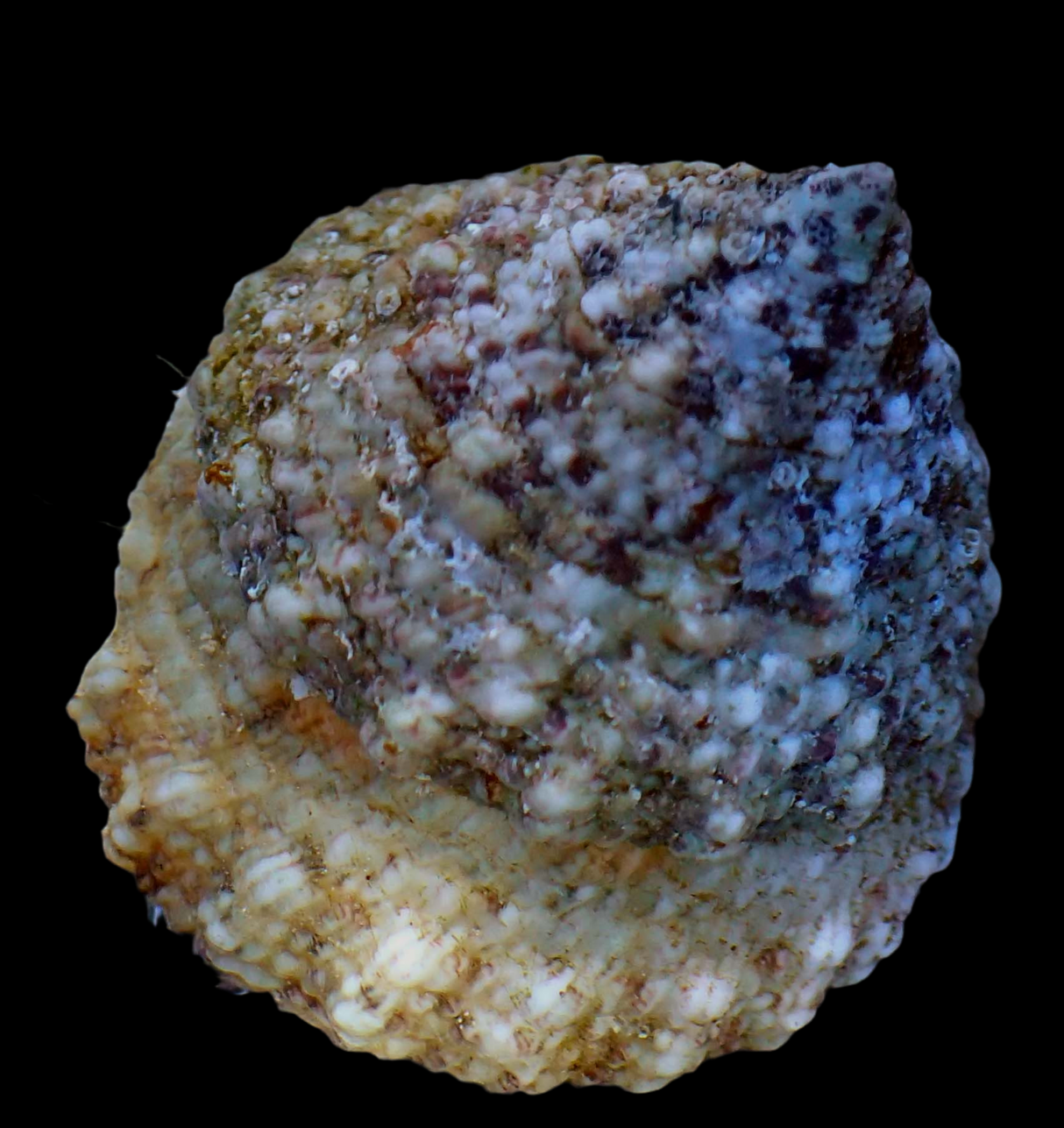 Tectus fenestratus - lumaca da finestra