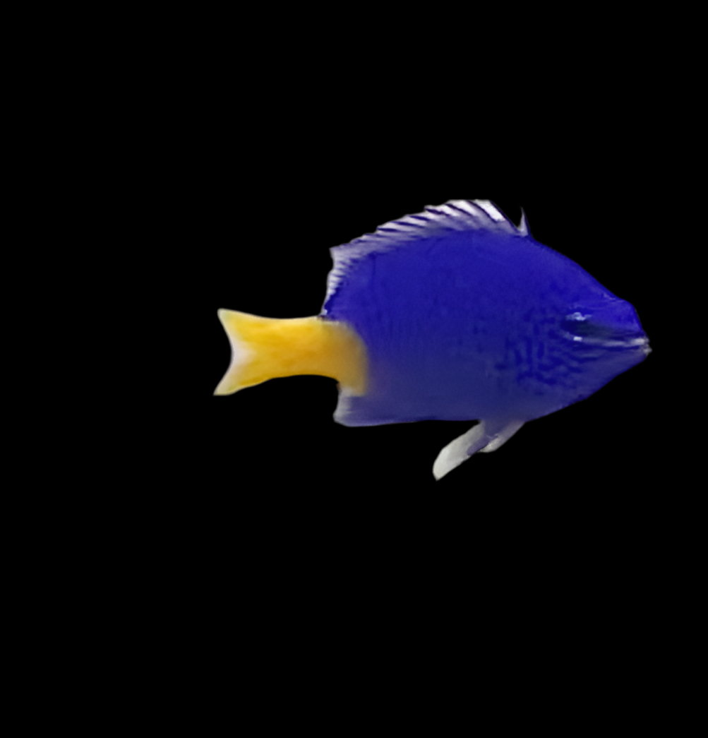 Chrysiptera Parasema - Gelbschwanz-Demoiselle