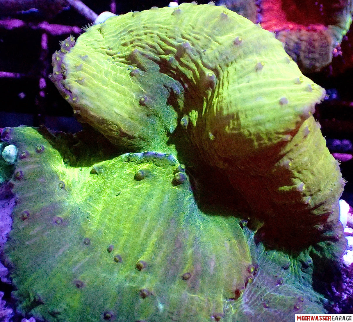 Corail cuir d'oreille - Sinularia brassica vert