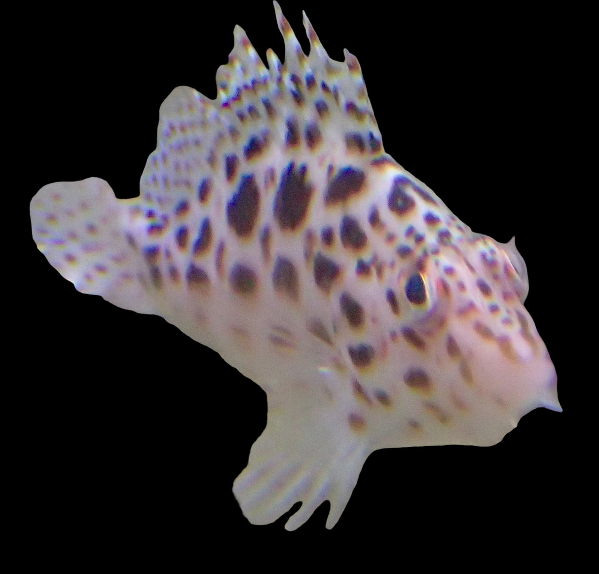 Cirrhitichthys aprinus - Gefleckter Korallenwächter