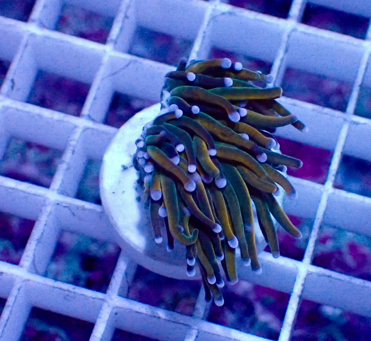 Euphyllia Glabrescense Rapunzel