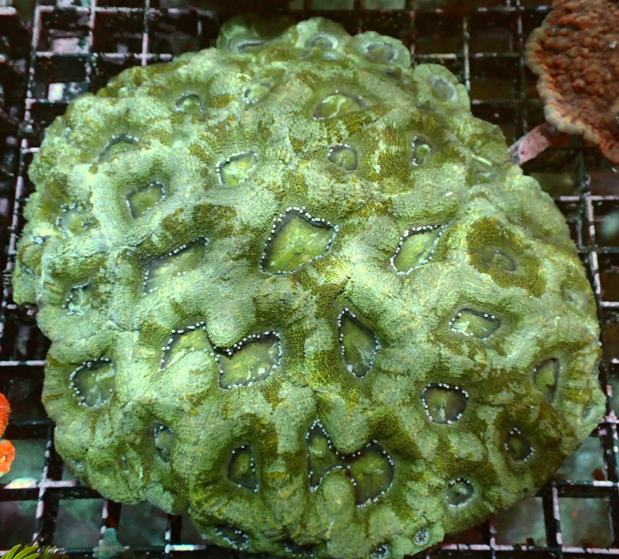 Acanthastrée Bowerbanki