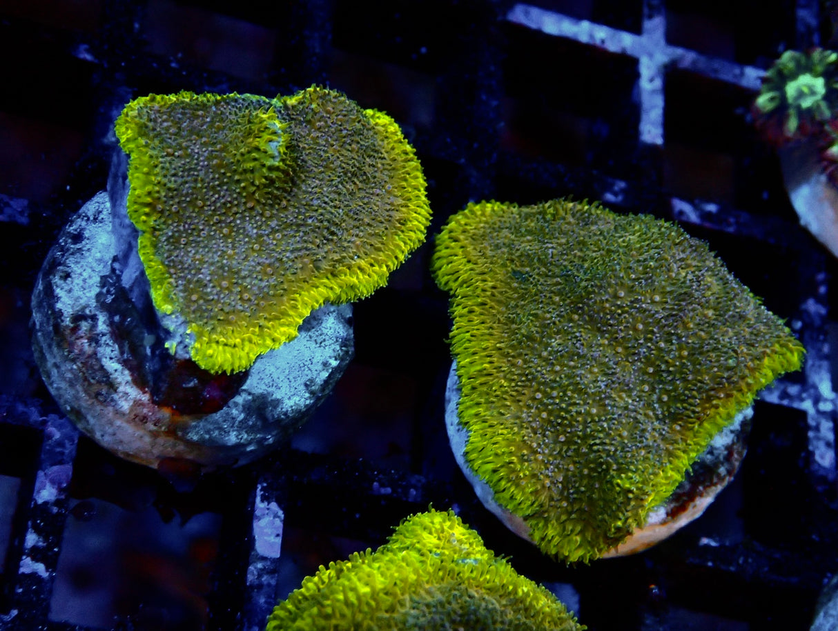 Montipora sp.