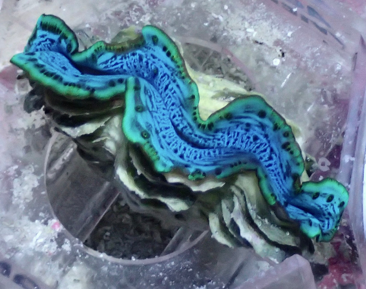 Tridacna maxima Blau 6cm