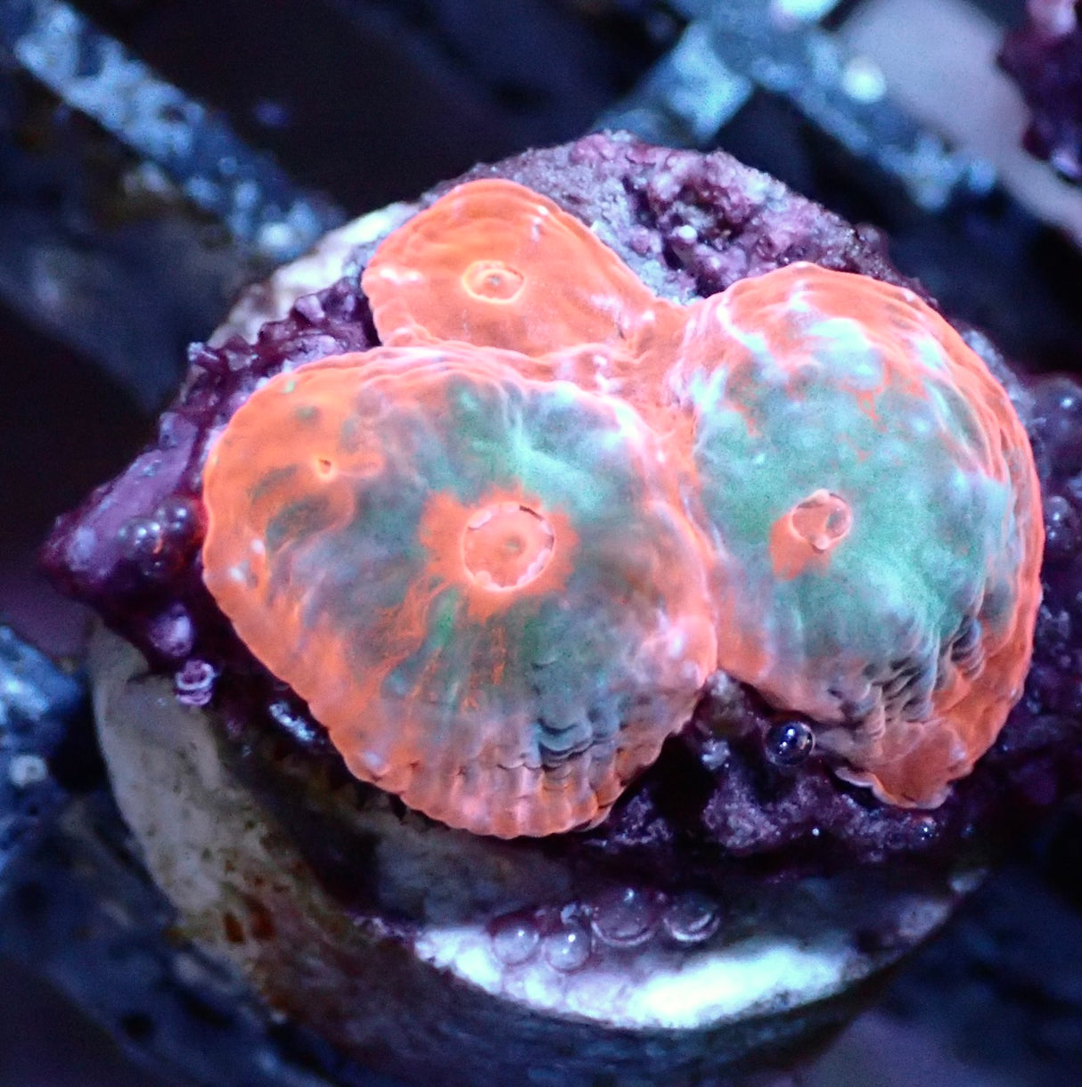 Echinophyllia ultra - Calice