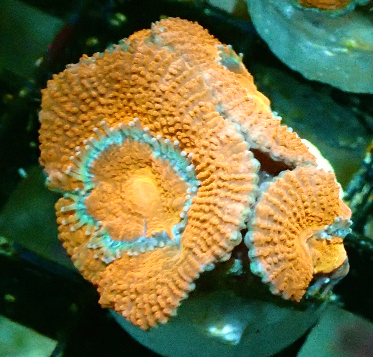 Acanthastrea Lordhowensis rot