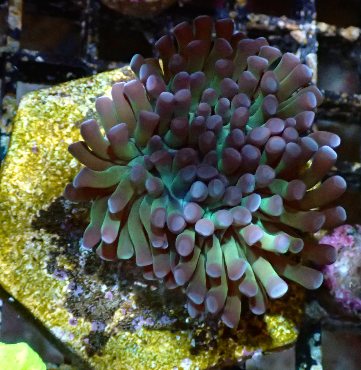Euphyllia Paraancora