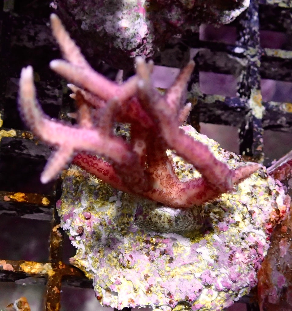 Seriatopora Hystrix Pink