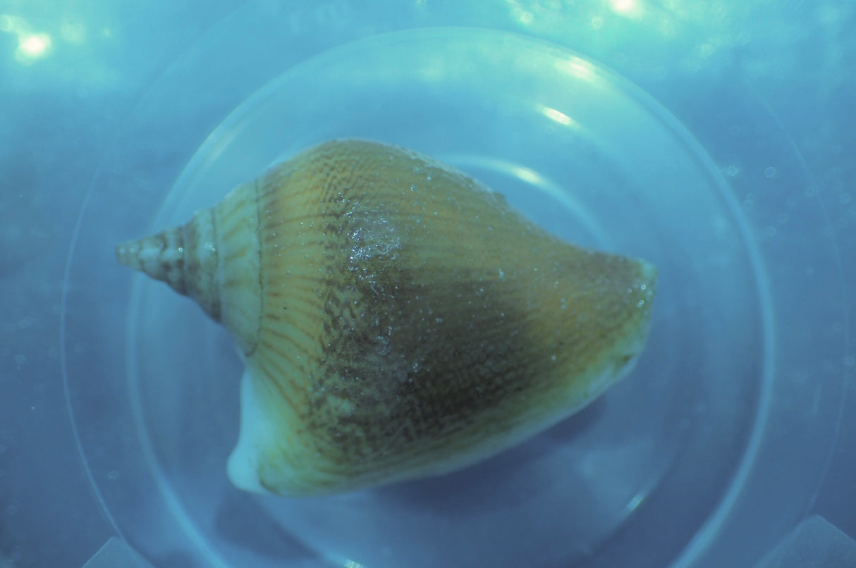 Laevistrombus canarium -
Hunds-Flügelschnecke