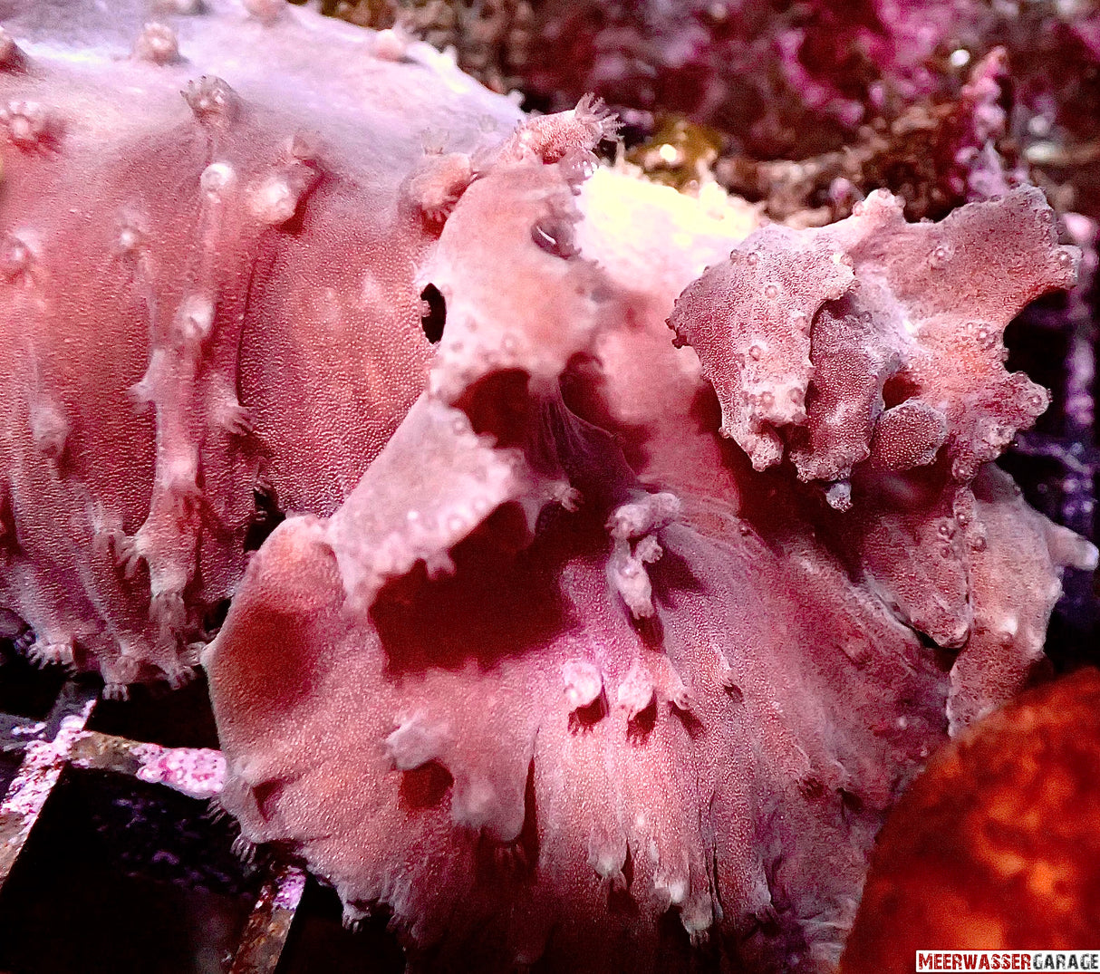 Corail cuir d'oreille - Sinularia brassica