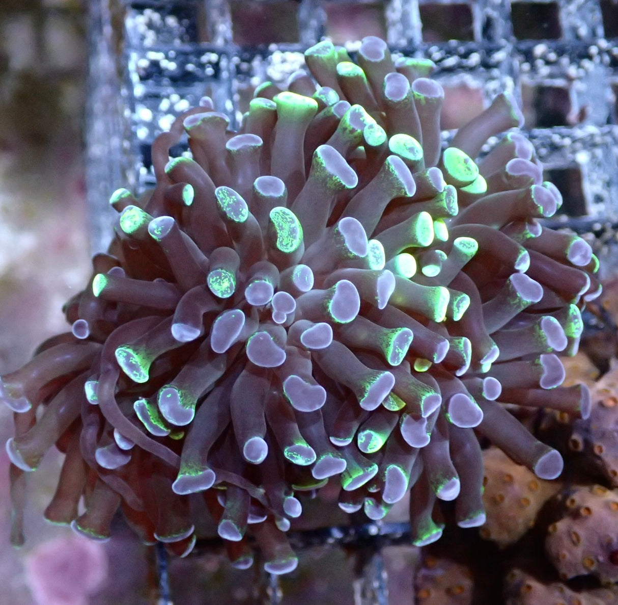 Euphyllia Paraancora 5 Köpfe WYSIWYG