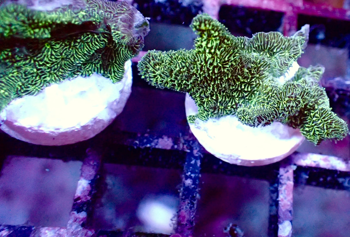 Pavona Cactus verde