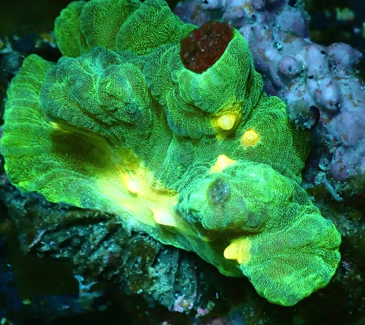 Pectinia Space Invader WYSIWYG