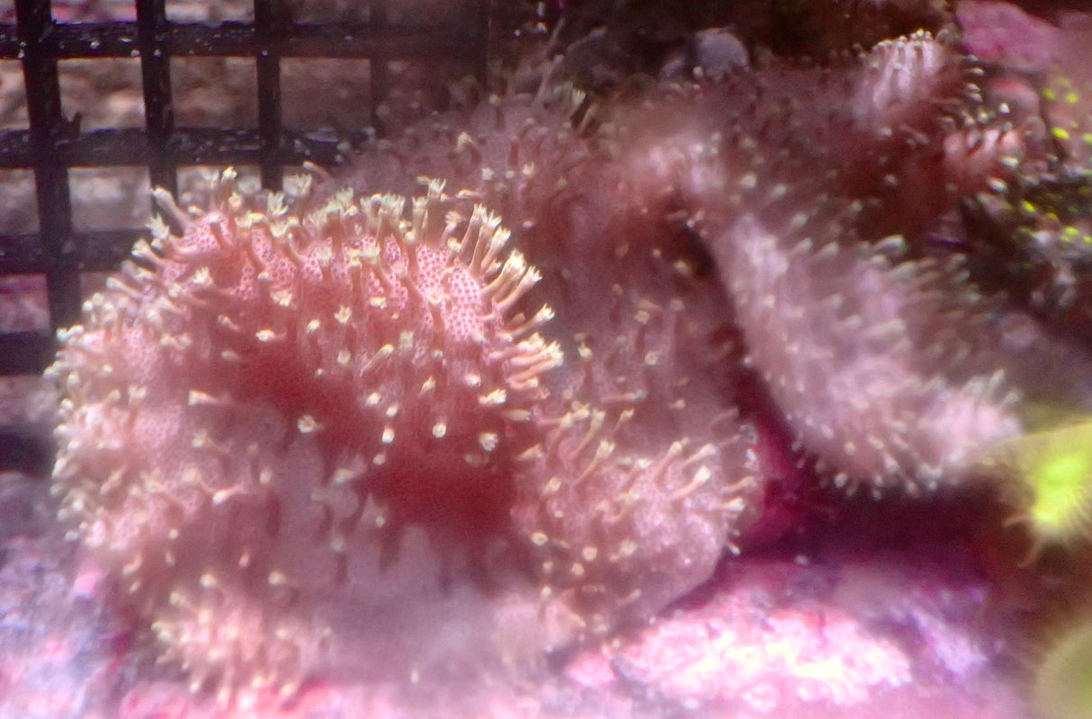 Sarcophyton – Pilzlederkoralle - M