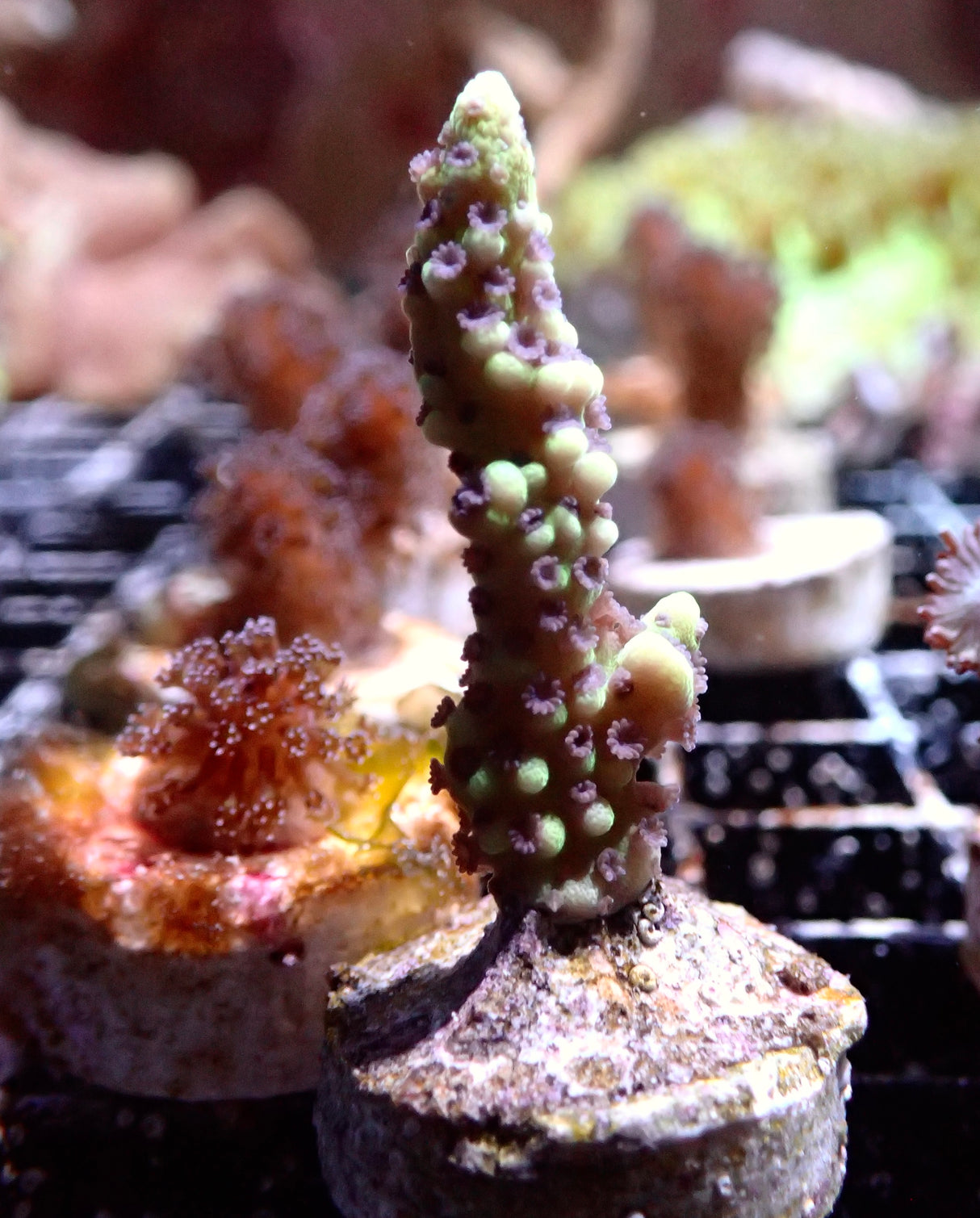 Montipora Capitata