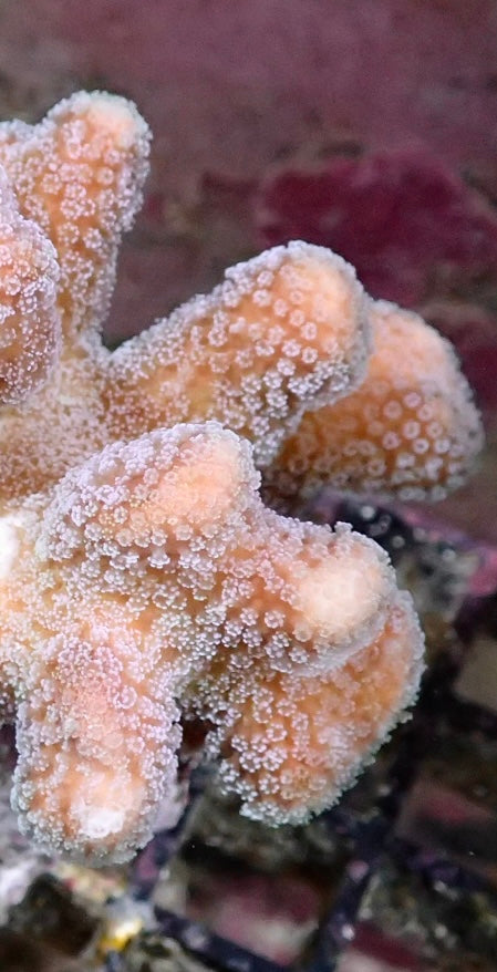 Stylophora pistillata rosa