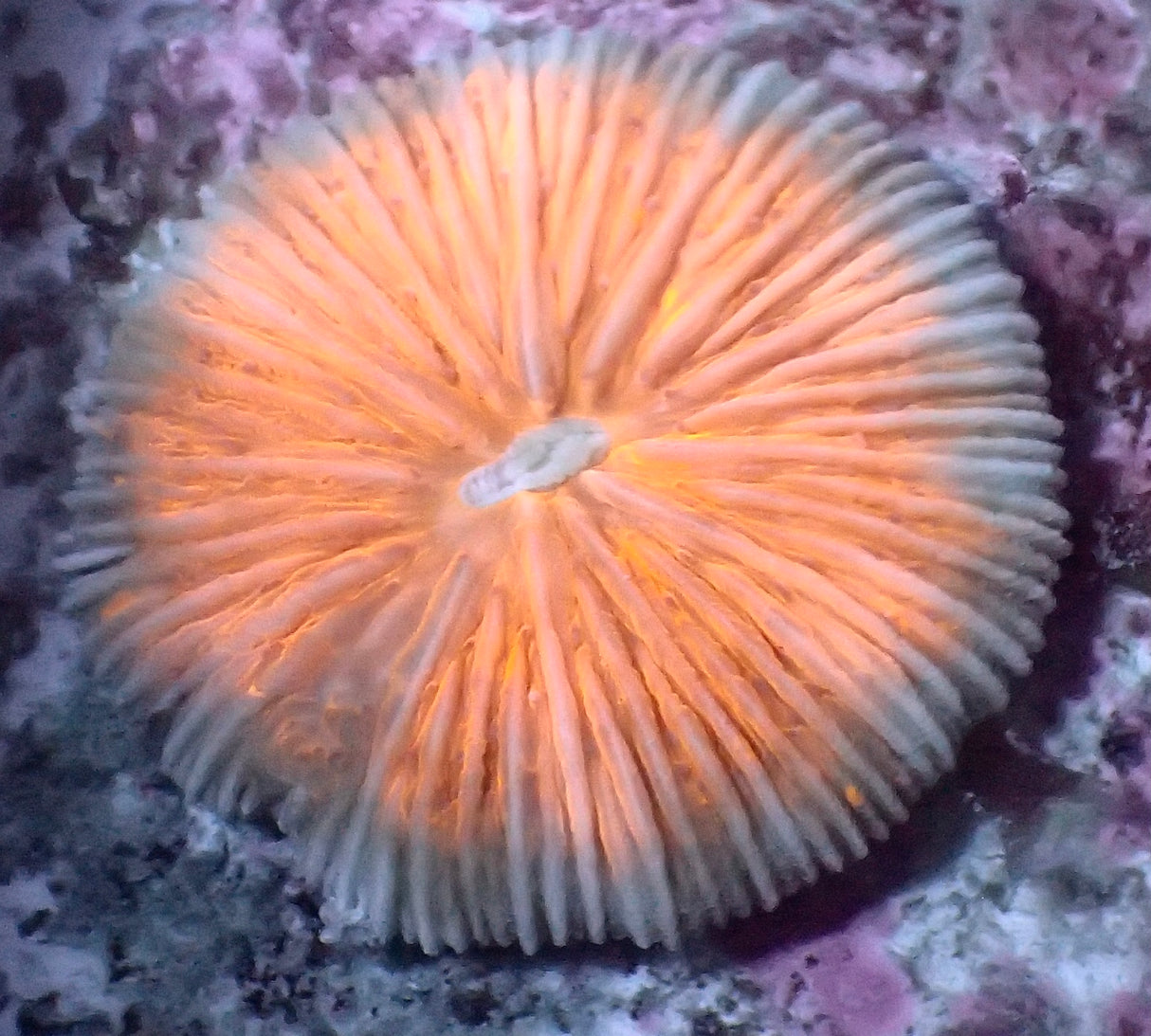 Fungia arancione