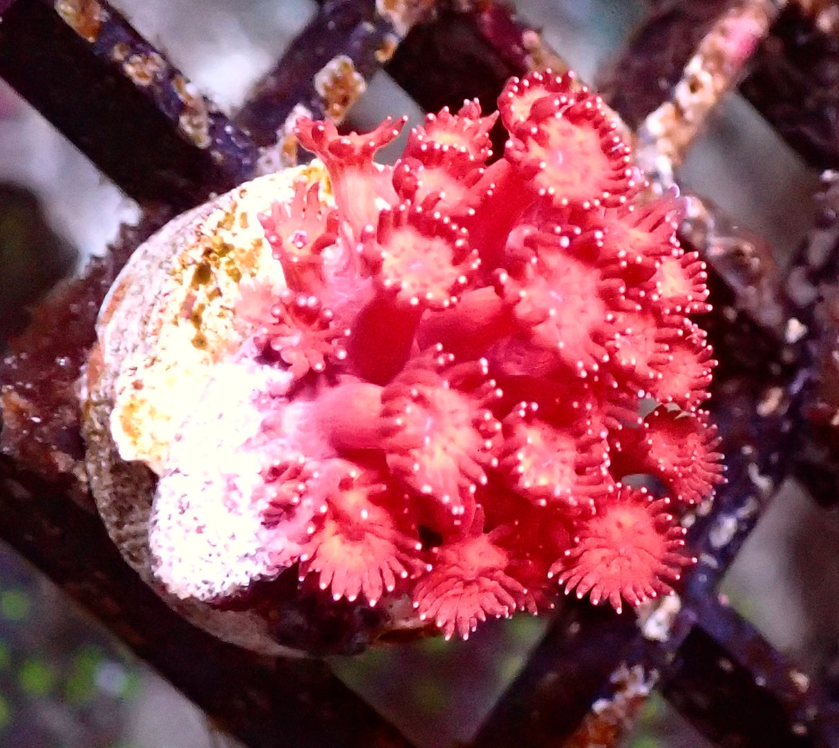 Goniopora Ultra rot