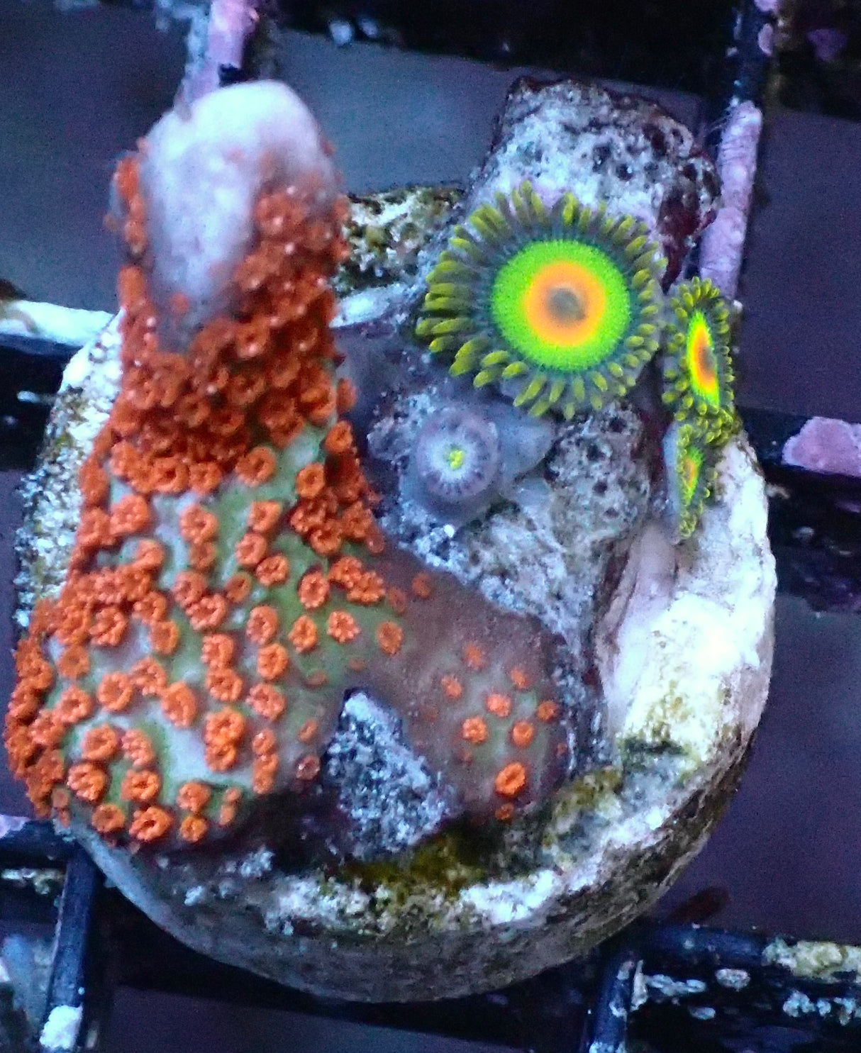 Montipora Samarensis mit Zoanthus rasta 5 Polypen WYSIWYG