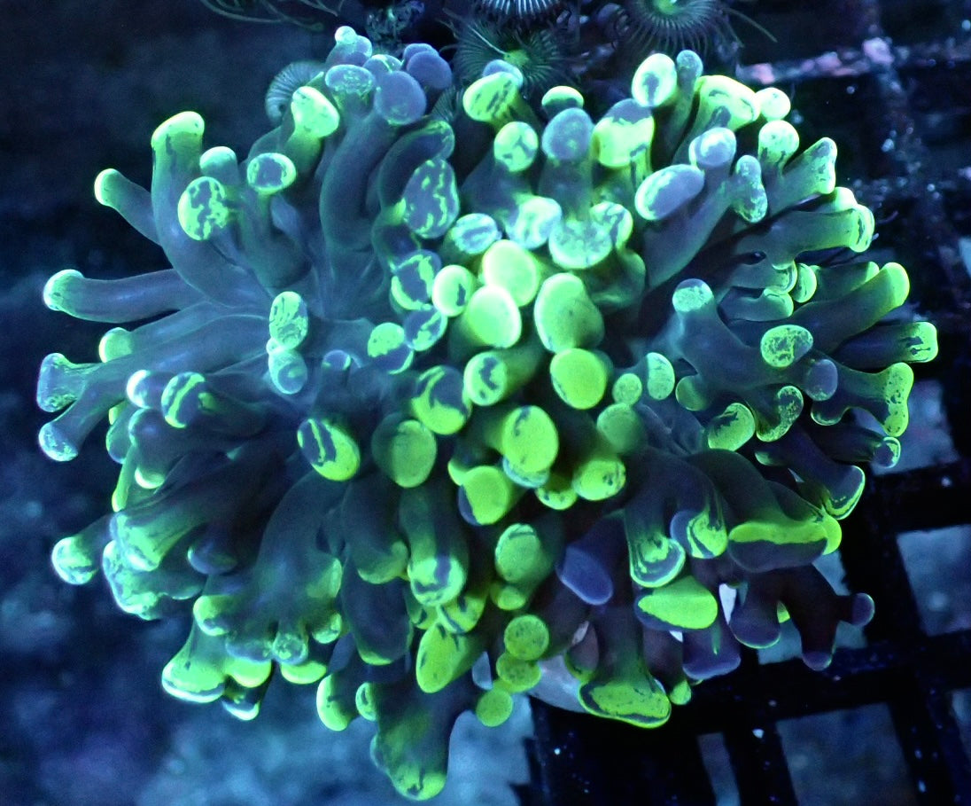 Euphyllia Paraancora Doppelkopf