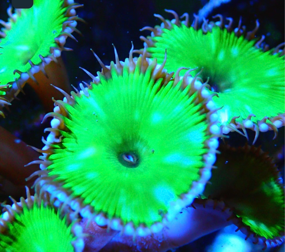 Anemone crostaceo gigante di Palythoa grandis