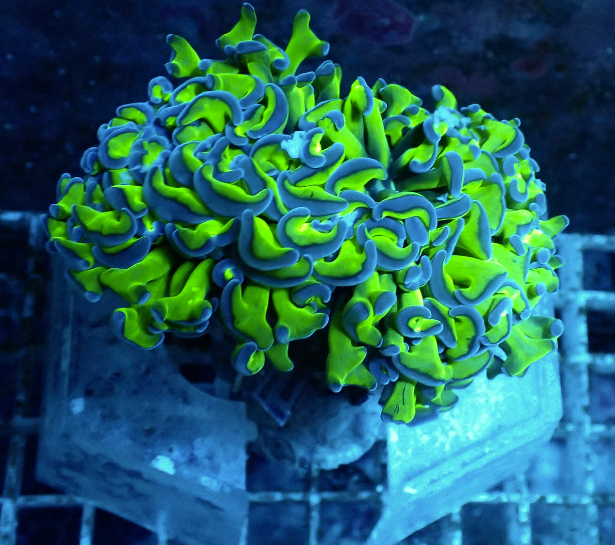 Euphyllia ancora - Hammerkoralle