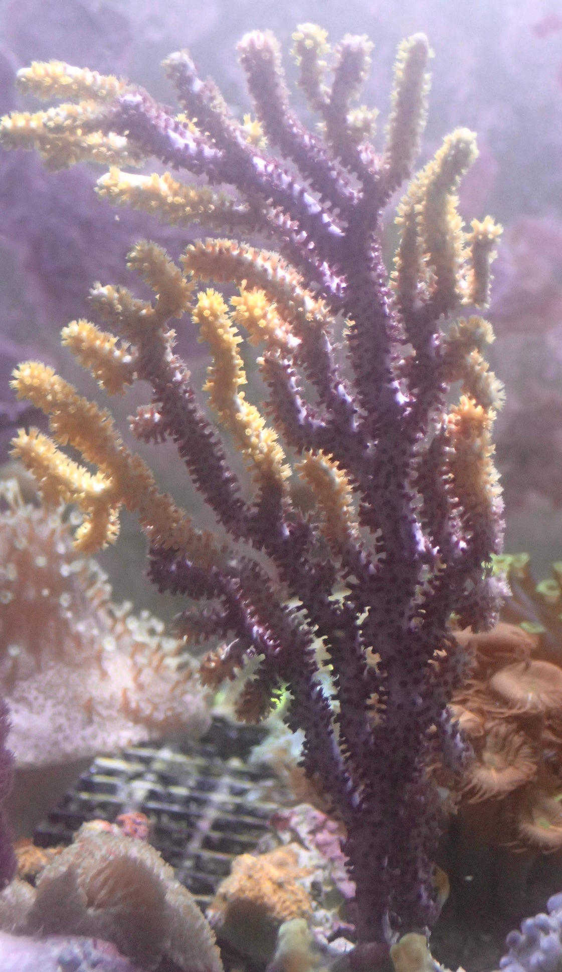 Echinogorgia - Farbwechselgorgonie
