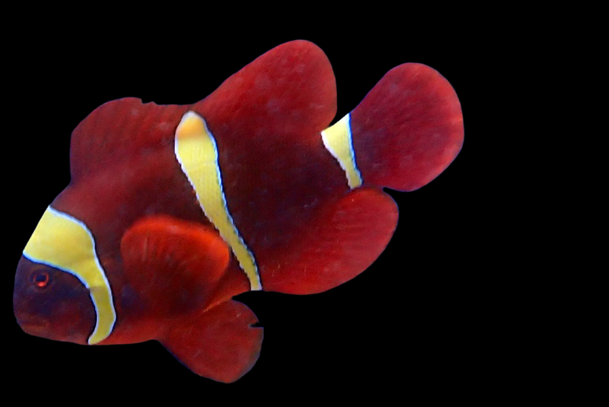 Gelbbinden-Samtanemonenfisch - Premnas Epigrammata