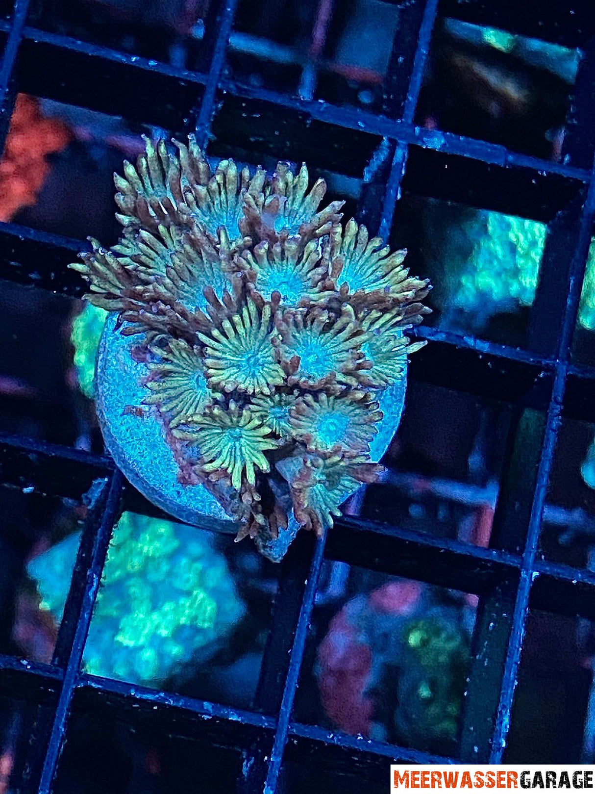 Goniopora sp.