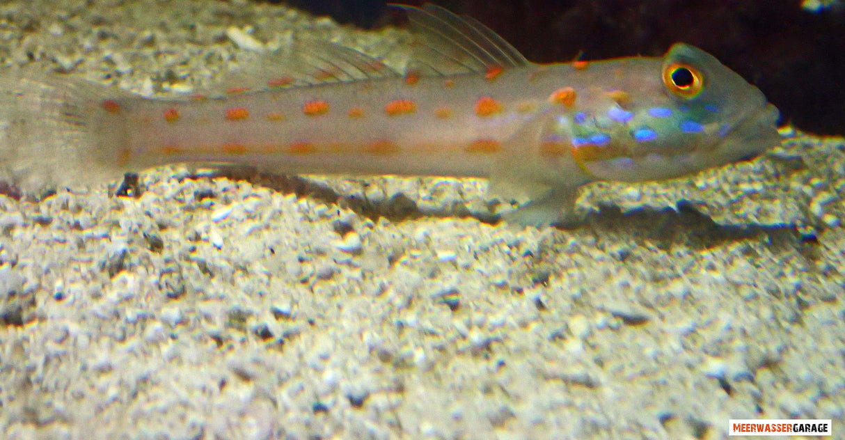 Valenciennea puellaris - Paire de gobies dormeurs vierges