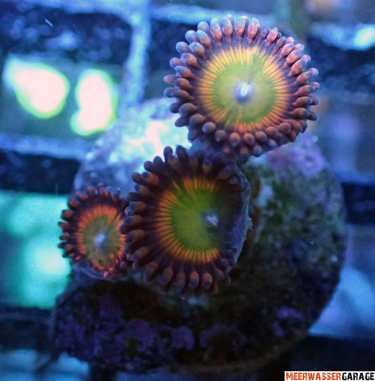 Zoanthus Hephaestus 3 Polyp - Super Selten!!!
