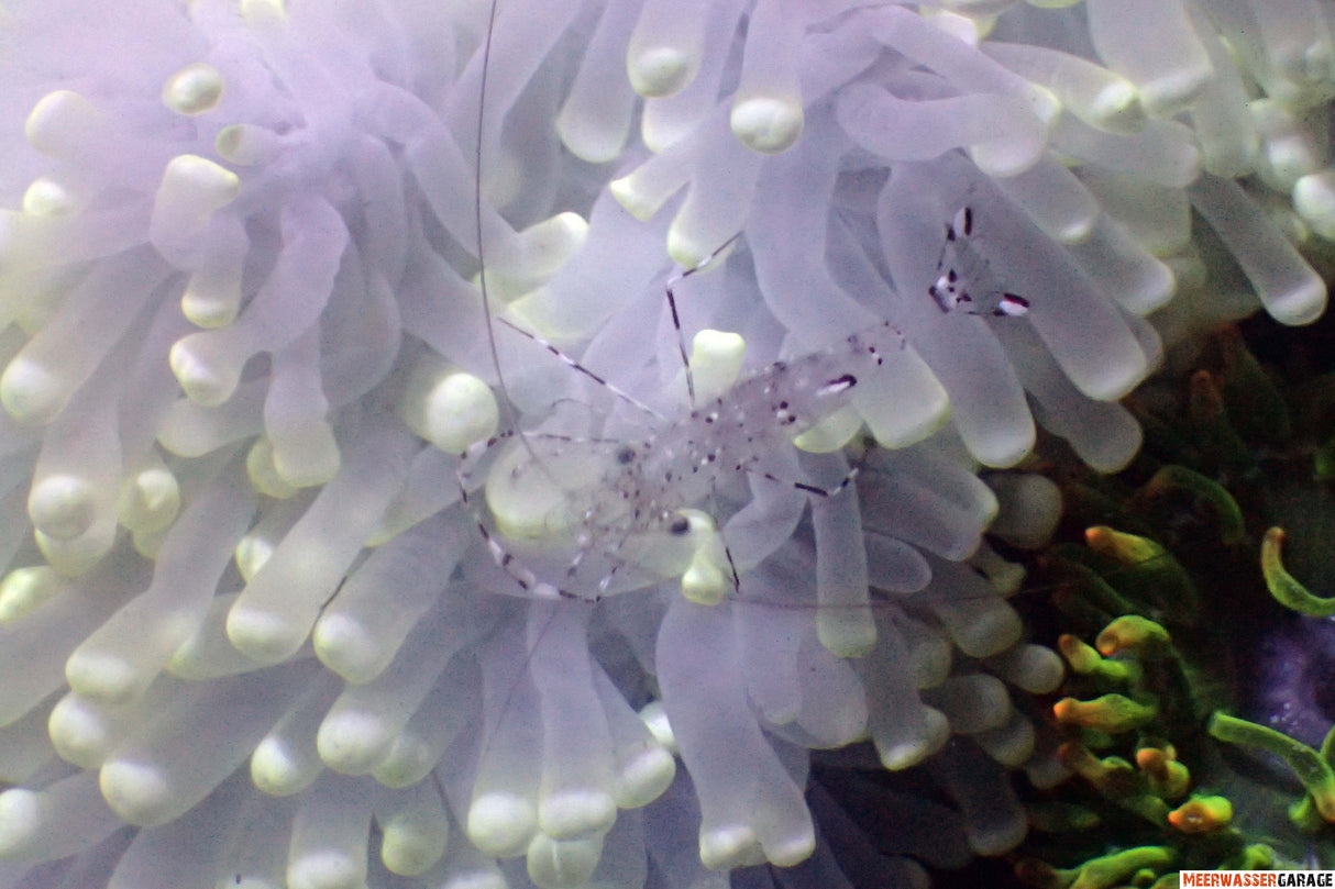 Ancylomenes holthuisi - Anemonen-Partnergarnele
