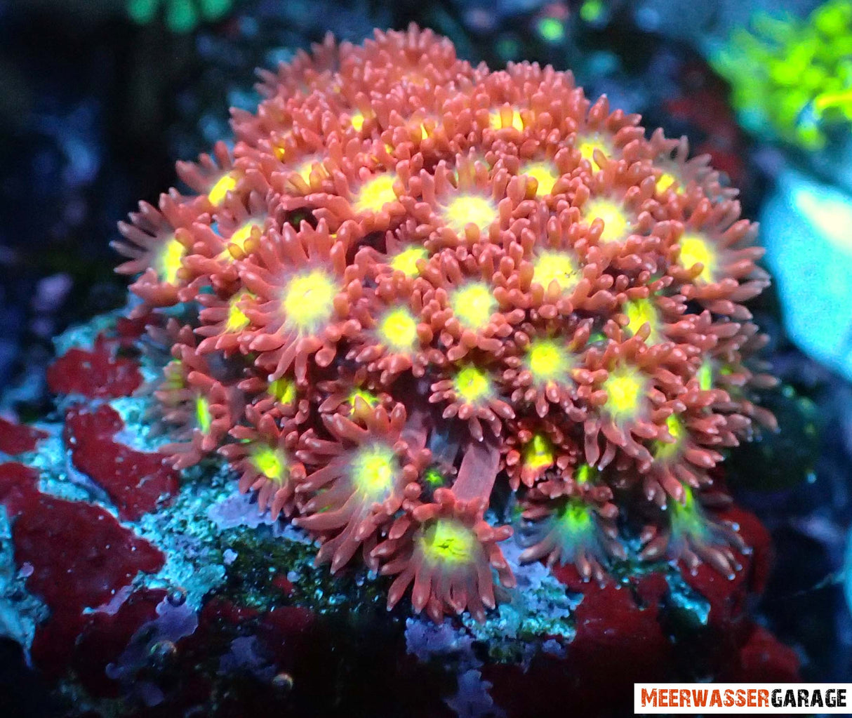 Goniopora flash