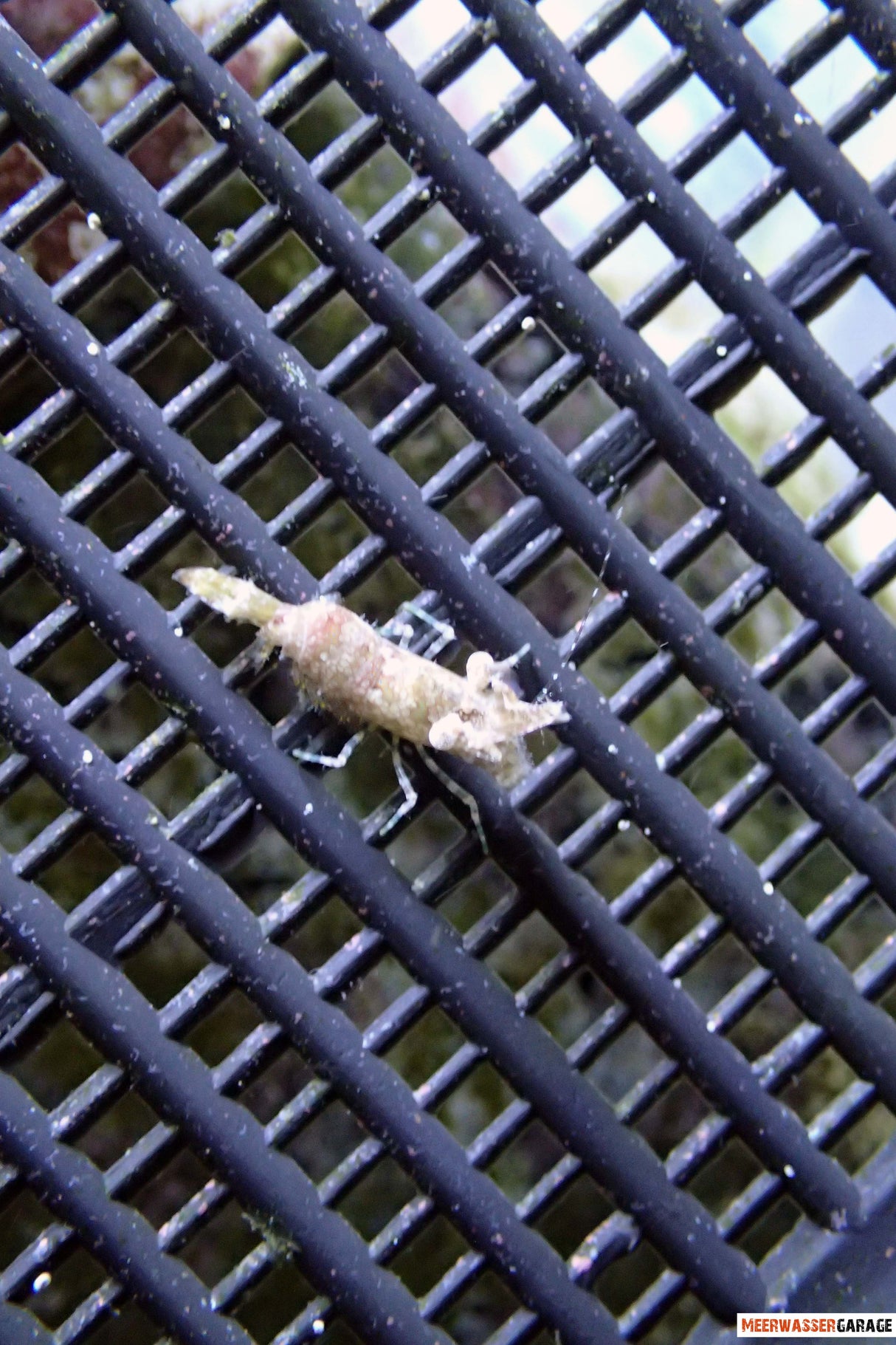Saron sp. Garnele