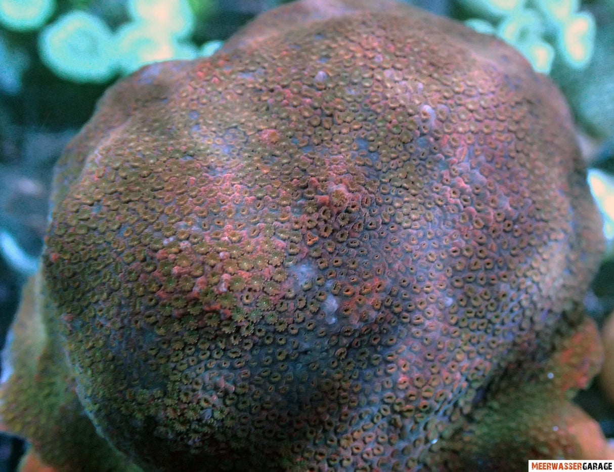 Arc-en-ciel de Montipora